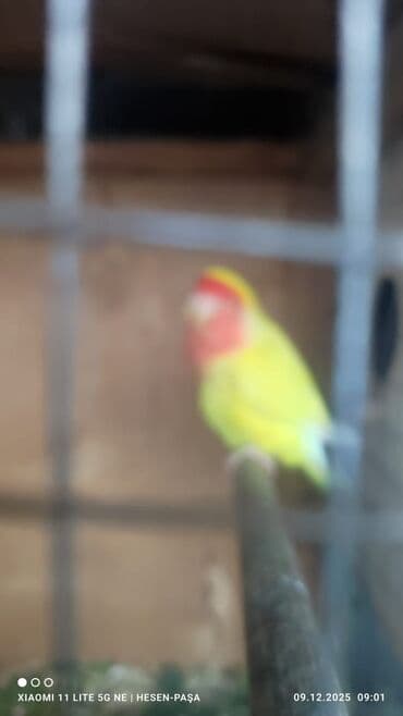 Məhsul: Agapornis (sevgi tutuquşuları) – müxtəlif rənglər Təsvir: - lalafo.az -da Məhsul: Agapornis (sevgi tutuquşuları) – müxtəlif rənglər Təsvir: -