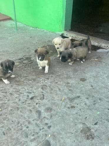 Zvanok küçüklər satılır bəd olurlar həyəti qəşəy qoruyurlar toyuq lalafo.az -da Zvanok küçüklər satılır bəd olurlar həyəti qəşəy qoruyurlar toyuq