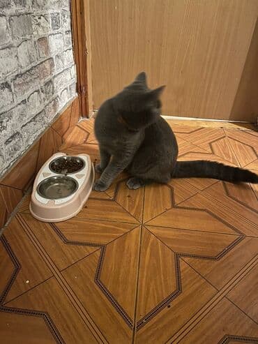 Миски для воды и еды: Şotlant sortudur erkek di 5 aylıq dı cidi fikri olan olsa elaqe at lalafo.az — 3 Миски для воды и еды: Şotlant sortudur erkek di 5 aylıq dı cidi fikri olan olsa elaqe — 3