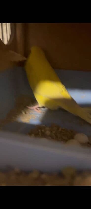 9qusudr biri tek o birilərin Hazır altında yumurta ve balalar var lalafo.az -da 9qusudr biri tek o birilərin Hazır altında yumurta ve balalar var