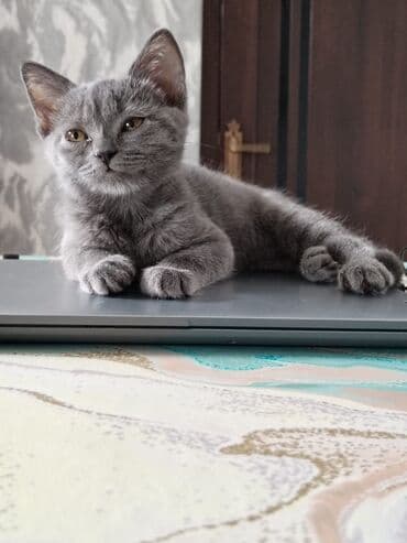 Britan, Erkək, Ünvandan götürmə lalafo.az -da Britan, Erkək, Ünvandan götürmə