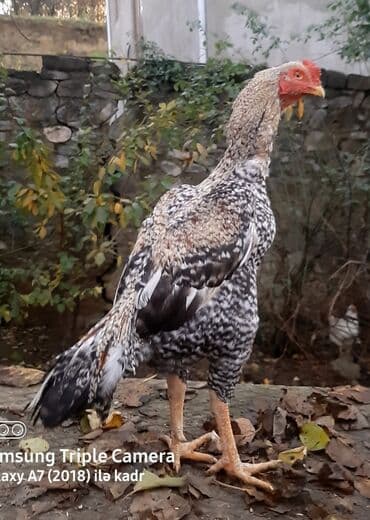 Təsvir:salam.hər heyvanın öz qiyməti var hamsını götüren olsa biraz lalafo.az -da — 5 Təsvir:salam.hər heyvanın öz qiyməti var hamsını götüren olsa biraz — 5