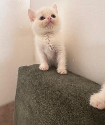 Şotland, Dişi lalafo.az -da Şotland, Dişi