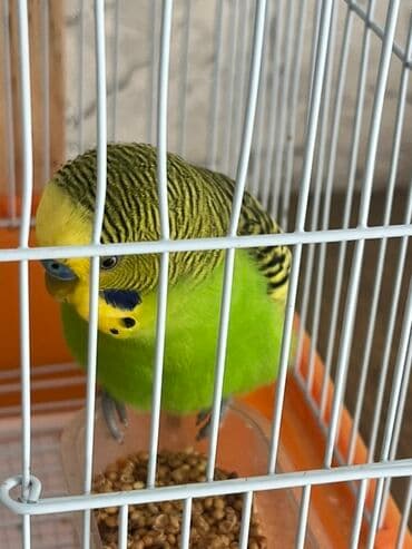 Лекарства для животных: Dalğalı iki cüt tutuquşular tam dəst qəfəs və yuvalıq ile bir yerde at lalafo.az — 7 Лекарства для животных: Dalğalı iki cüt tutuquşular tam dəst qəfəs və yuvalıq ile bir yerde — 7