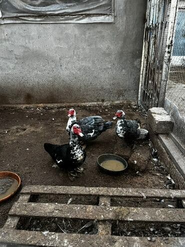 Lexus: Ter-temiz sort lal ordekler. Baxan kimi bilinir. Her il yumurtluyur at lalafo.az — 1 Lexus: Ter-temiz sort lal ordekler. Baxan kimi bilinir. Her il yumurtluyur — 1