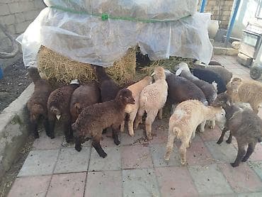 Quzu sürüsü satılır 22 quzudu biri 175 AZN seçib götürənə 185 lə kom lalafo.az -da Quzu sürüsü satılır 22 quzudu biri 175 AZN seçib götürənə 185 lə kom