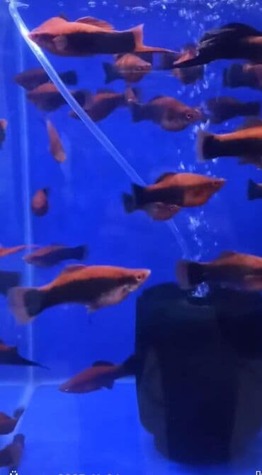 Akvarium__ fish: Meçenos balığı, Sülhsevər, Ünvandan götürmə, Pulsuz çatdırılma, Ödənişli çatdırılma lalafo.az -da Akvarium__ fish: Meçenos balığı, Sülhsevər, Ünvandan götürmə, Pulsuz çatdırılma, Ödənişli çatdırılma