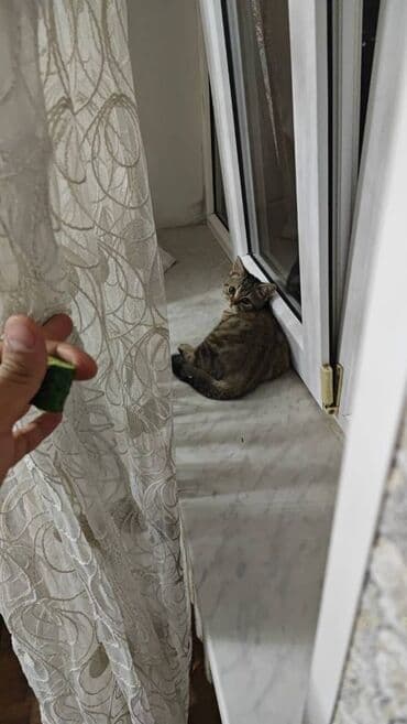 Şinşilla, Dişi, Ödənişli çatdırılma lalafo.az -da Şinşilla, Dişi, Ödənişli çatdırılma