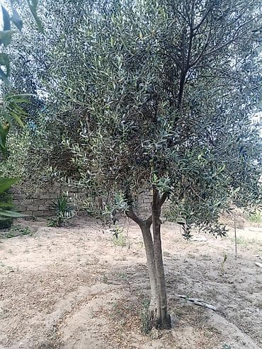 20+ Zeytun ağacı – həyət üçün məhsuldar, dekorativ növ(erkek) meyvesi lalafo.az -da 20+ Zeytun ağacı – həyət üçün məhsuldar, dekorativ növ(erkek) meyvesi