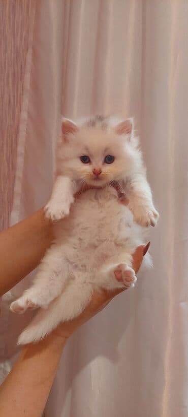 Şotland, Erkək, Ünvandan götürmə lalafo.az -da Şotland, Erkək, Ünvandan götürmə