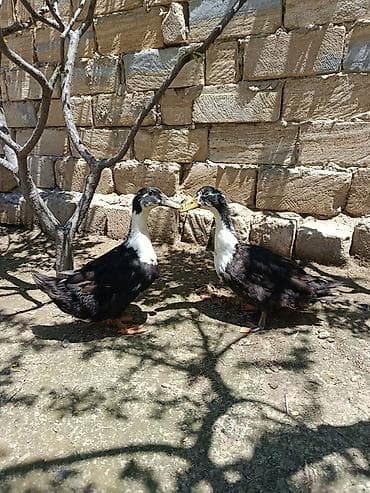 Biri erkey biri dişidir lalafo.az -da Biri erkey biri dişidir