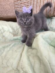 Britan, Dişi, Ünvandan götürmə, Pulsuz çatdırılma lalafo.az -da Britan, Dişi, Ünvandan götürmə, Pulsuz çatdırılma