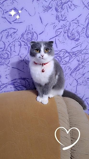 Şotland, Dişi, Yaxşı əllərə, Ünvandan götürmə lalafo.az -da Şotland, Dişi, Yaxşı əllərə, Ünvandan götürmə