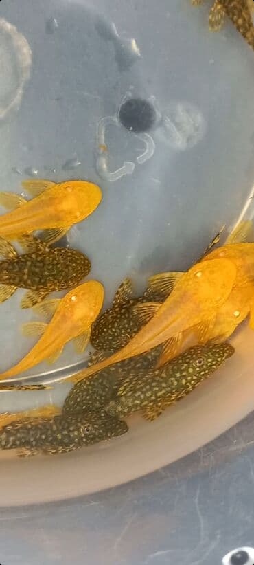 Balıqlar: Ansistrus, Ünvandan götürmə, Ödənişli çatdırılma lalafo.az -da — 1 Balıqlar: Ansistrus, Ünvandan götürmə, Ödənişli çatdırılma — 1