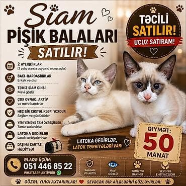 Siam lalafo.az -da Siam