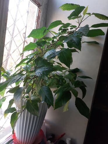 KİTAY ROZASİ KOCİK OLURKEN BÖYÜDÜLÜB ARTİG MÖHKEM GÖVDESİ VE SİX lalafo.az -da KİTAY ROZASİ KOCİK OLURKEN BÖYÜDÜLÜB ARTİG MÖHKEM GÖVDESİ VE SİX