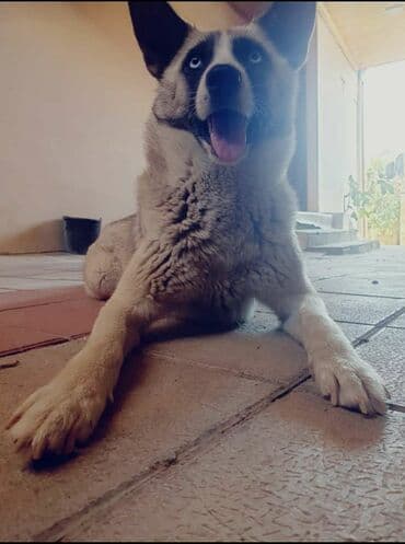 Xaski, 2 il, Dişi, Cütləşmə üçün, Ünvandan götürmə lalafo.az -da Xaski, 2 il, Dişi, Cütləşmə üçün, Ünvandan götürmə