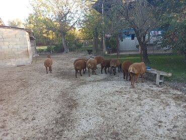 3 aylığ südəmər quzular satılır! Diri çəkisi 10 manatdı,tək tək lalafo.az -da 3 aylığ südəmər quzular satılır! Diri çəkisi 10 manatdı,tək tək