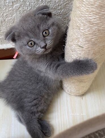 Britan yastı qulaq lalafo.az -da Britan yastı qulaq