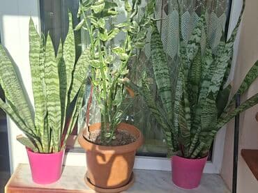 Букетные цветы: Daxili dekor üçün 3 ədəd otaq bitkisi seti. - 2 ədəd sansevyeriya at lalafo.az — 1 Букетные цветы: Daxili dekor üçün 3 ədəd otaq bitkisi seti. - 2 ədəd sansevyeriya — 1