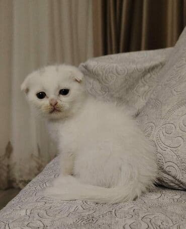 Şotland yastı qulaq, Dişi, Yaxşı əllərə, Ünvandan götürmə lalafo.az -da Şotland yastı qulaq, Dişi, Yaxşı əllərə, Ünvandan götürmə