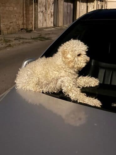 Pudel lalafo.az -da Pudel