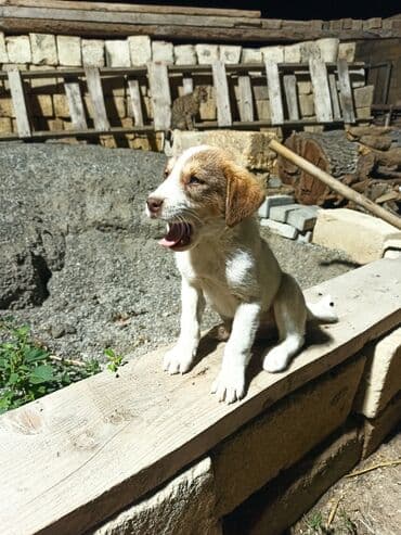 Qurdbasar, 1 ay, Erkek, Peyvəndli, Ünvandan götürmə, Ödənişli çatdırılma lalafo.az -da Qurdbasar, 1 ay, Erkek, Peyvəndli, Ünvandan götürmə, Ödənişli çatdırılma