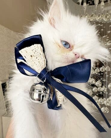 Ağ tüklü, mavi gözlü balaca pişik balası. Qısa, yastı burunlu və yumru lalafo.az -da Ağ tüklü, mavi gözlü balaca pişik balası. Qısa, yastı burunlu və yumru