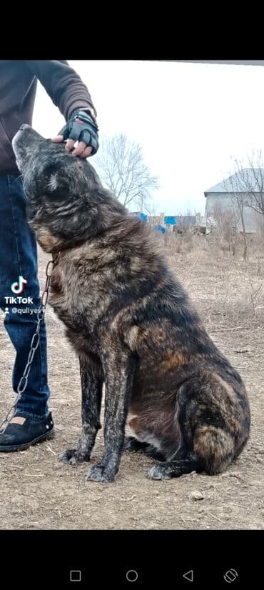 Qurdbasar, 7 il, Erkek, Peyvəndli, Ünvandan götürmə lalafo.az -da Qurdbasar, 7 il, Erkek, Peyvəndli, Ünvandan götürmə