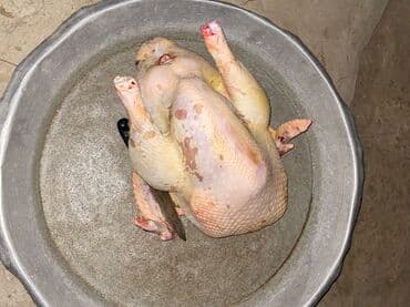 Kənd hindüşkası, Masallı rayonu, çox temiz ve seliqeli saxlanılıb lalafo.az -da Kənd hindüşkası, Masallı rayonu, çox temiz ve seliqeli saxlanılıb