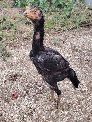 Aylıq fərədi cins heyvanlardı. atasının yaxşı döyüşləri var . fikri lalafo.az -da Aylıq fərədi cins heyvanlardı. atasının yaxşı döyüşləri var . fikri
