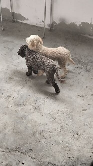 Pudel lalafo.az -da Pudel