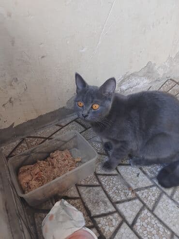 Rus mavi, Dişi, Yaxşı əllərə, Ünvandan götürmə lalafo.az -da Rus mavi, Dişi, Yaxşı əllərə, Ünvandan götürmə