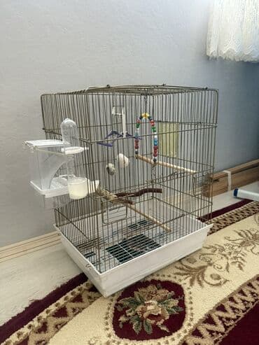 Quş qəfəsi dəsti - Ölçü: təxmini orta ölçülü, kvadrat formalı metal lalafo.az -da Quş qəfəsi dəsti - Ölçü: təxmini orta ölçülü, kvadrat formalı metal