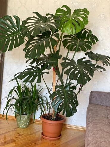 Monstera deliciosa (Şveytsariya pendiri bitkisi) – dekorativ böyük lalafo.az -da Monstera deliciosa (Şveytsariya pendiri bitkisi) – dekorativ böyük