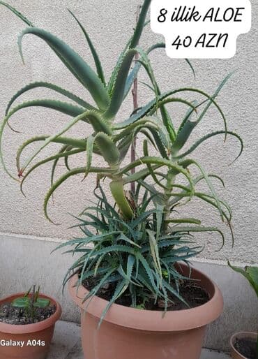 Satılır: ev/ofis üçün dekorativ otaq bitkiləri 1) Aloe – 8 illik, iri lalafo.az -da Satılır: ev/ofis üçün dekorativ otaq bitkiləri 1) Aloe – 8 illik, iri