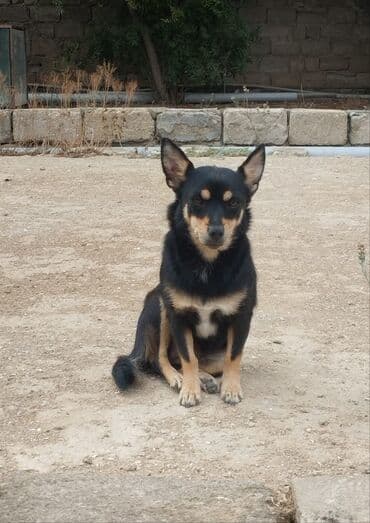 Sahiblendirilir. zvonok it.2 yasi var.disidi lalafo.az -da Sahiblendirilir. zvonok it.2 yasi var.disidi