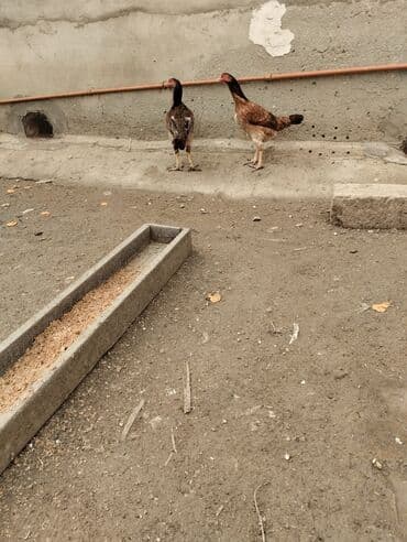 Toyuq cücələri, Damazlıq lalafo.az -da Toyuq cücələri, Damazlıq