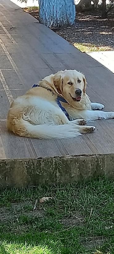Retriever lalafo.az -da Retriever