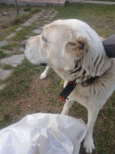Alabay, 4 il, Dişi, Sənədli lalafo.az -da Alabay, 4 il, Dişi, Sənədli
