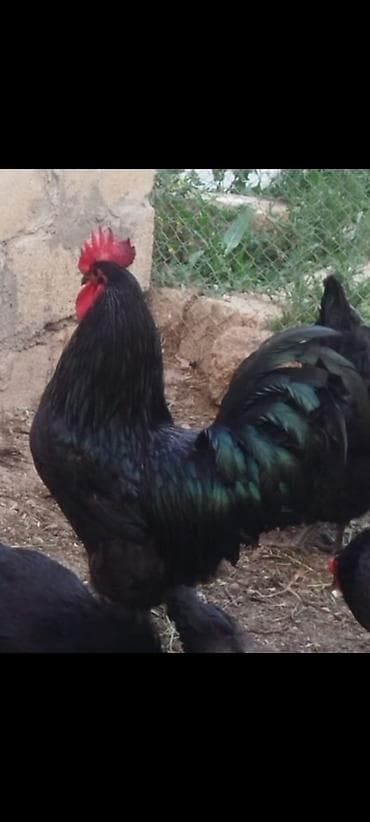 Toyuq, Australorp, Yumurtalıq lalafo.az -da Toyuq, Australorp, Yumurtalıq