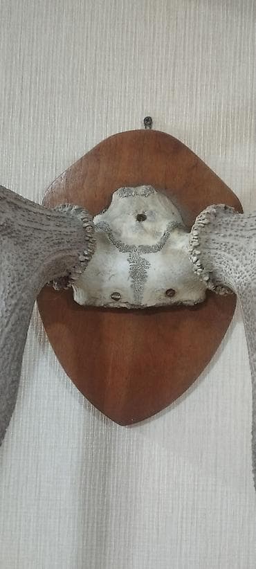 Təbii nəcib maral buynuzları lакlanmayıb, təbii vəziyyətdədir at lalafo.az — 1 Təbii nəcib maral buynuzları lакlanmayıb, təbii vəziyyətdədir — 1