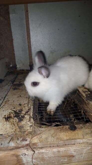 Xırda sort karlık balalar.bir edetı 10manat lalafo.az -da Xırda sort karlık balalar.bir edetı 10manat