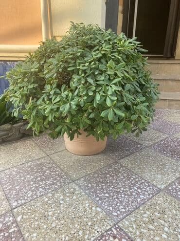 Dekorativ iri qapalı-baca bitkisi – Schefflera (şeflera/parasol lalafo.az -da Dekorativ iri qapalı-baca bitkisi – Schefflera (şeflera/parasol