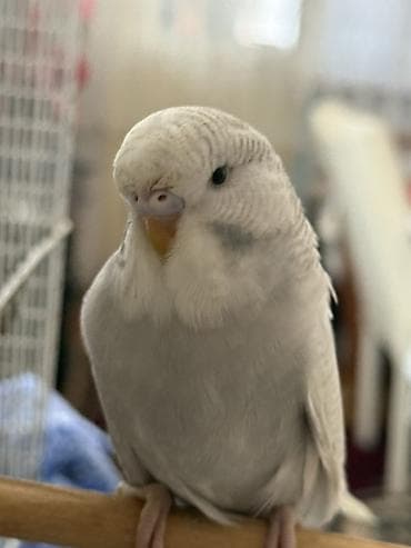 Temiz qan bala çex quşlardır ve ele oyresdırmek üçün ela vaxtdır ırı lalafo.az -da Temiz qan bala çex quşlardır ve ele oyresdırmek üçün ela vaxtdır ırı