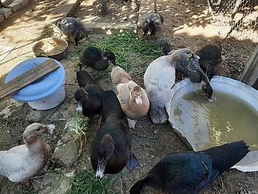 🦆 Kanada sortlu ördəklər satılır 🔹 3 günlük ördək balası – 6 AZN 🔹 lalafo.az -da 🦆 Kanada sortlu ördəklər satılır 🔹 3 günlük ördək balası – 6 AZN 🔹