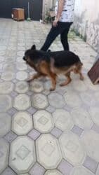 Alman çoban iti, 3 ay, Erkek lalafo.az -da Alman çoban iti, 3 ay, Erkek