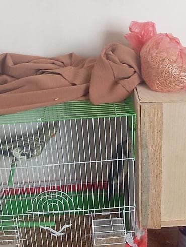 Məhsul: Nimfa (Cockatiel) tutuquşuları və qəfəs dəsti Təsvir: - 2 lalafo.az -da Məhsul: Nimfa (Cockatiel) tutuquşuları və qəfəs dəsti Təsvir: - 2