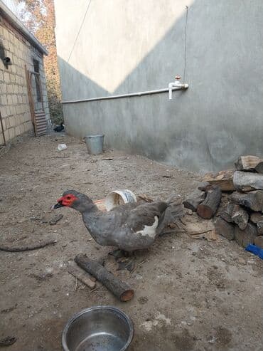 Musk ördəyi (indoutka) – boz rəngli, ağ ləkəli - Cins: musk (hind lalafo.az -da Musk ördəyi (indoutka) – boz rəngli, ağ ləkəli - Cins: musk (hind