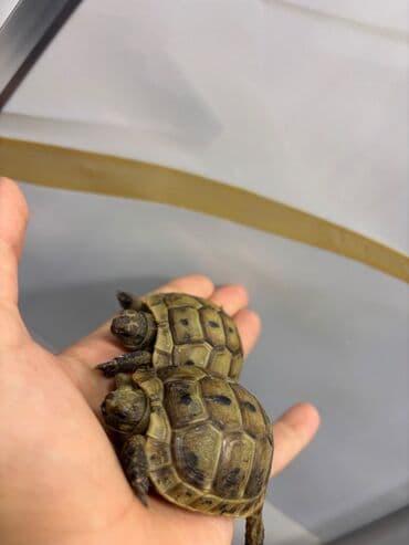 Salam.bir-birinden gözel Tısbağalar hal hazırda yeni yumurtadan lalafo.az -da Salam.bir-birinden gözel Tısbağalar hal hazırda yeni yumurtadan